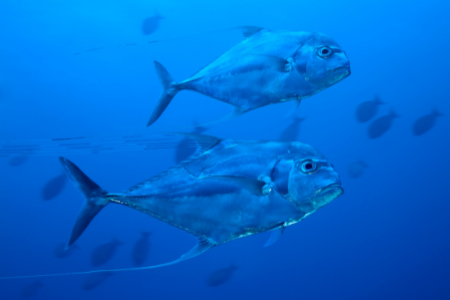 African Pompano Fillet