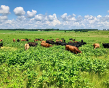 Pasture-raised Florida Ground Beef thumbnail