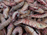 Whole Rock shrimp laying on top of each other. thumbnail