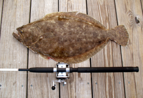 Whole Flounder next to fishing rod