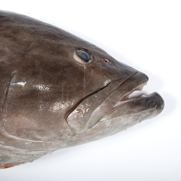 Grouper Head