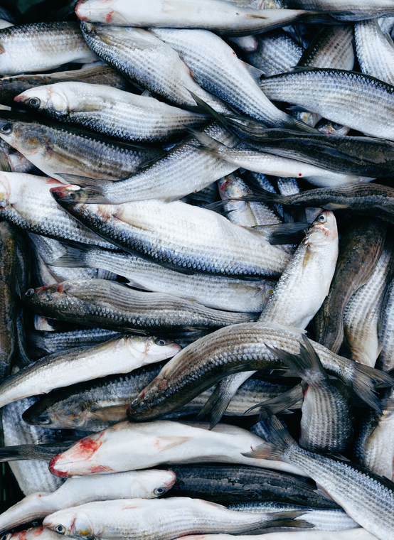 Piled up whole mullet