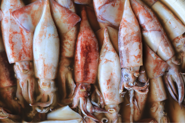Squid