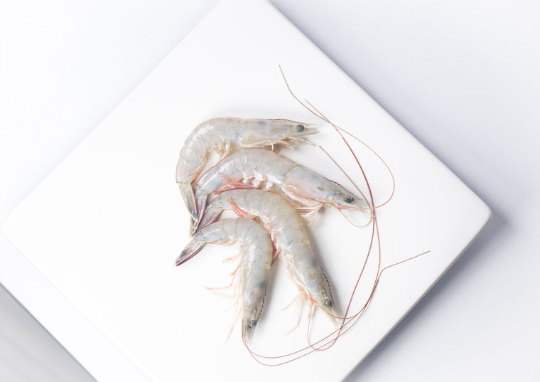 Four whole white shrimp on top of white plate