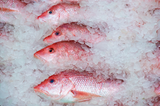 Whole red snappers on ice thumbnail
