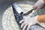 King Mackerel thumbnail